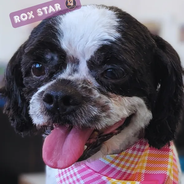 Rox Star: black and white Shih Tzu mix in a pink plaid bandana at K9 Rox Club